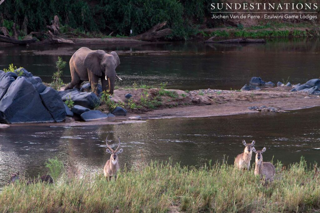 An Olifants River congregation: elephants and waterbuck amble along its banks, enjoying the abundant water and reed beds providing both food and water for these herbivorous beauties An Olifants River congregation: elephants and waterbuck amble along its banks, enjoying the abundant water and reed beds providing both food and water for these herbivorous beauties