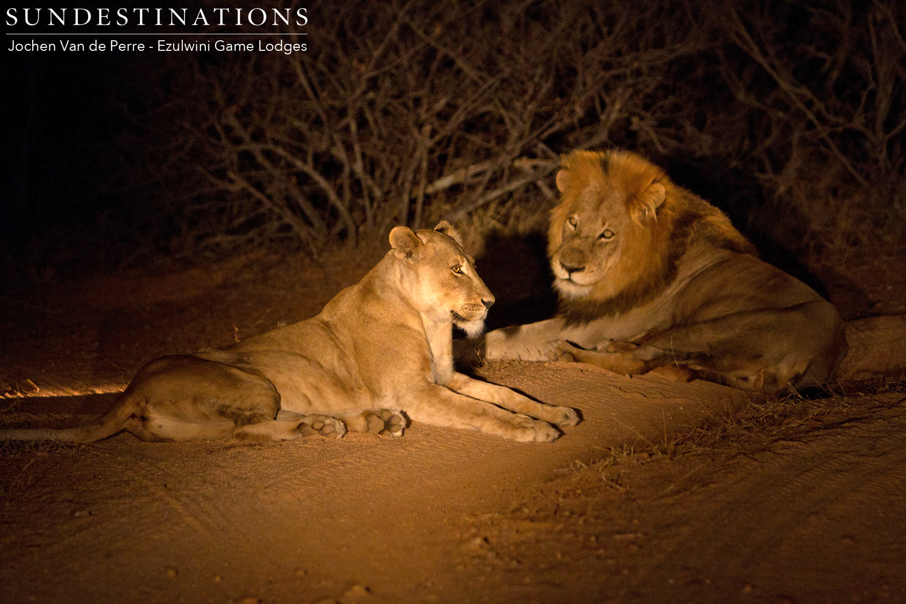 Duma Lioness & Coalition Male
