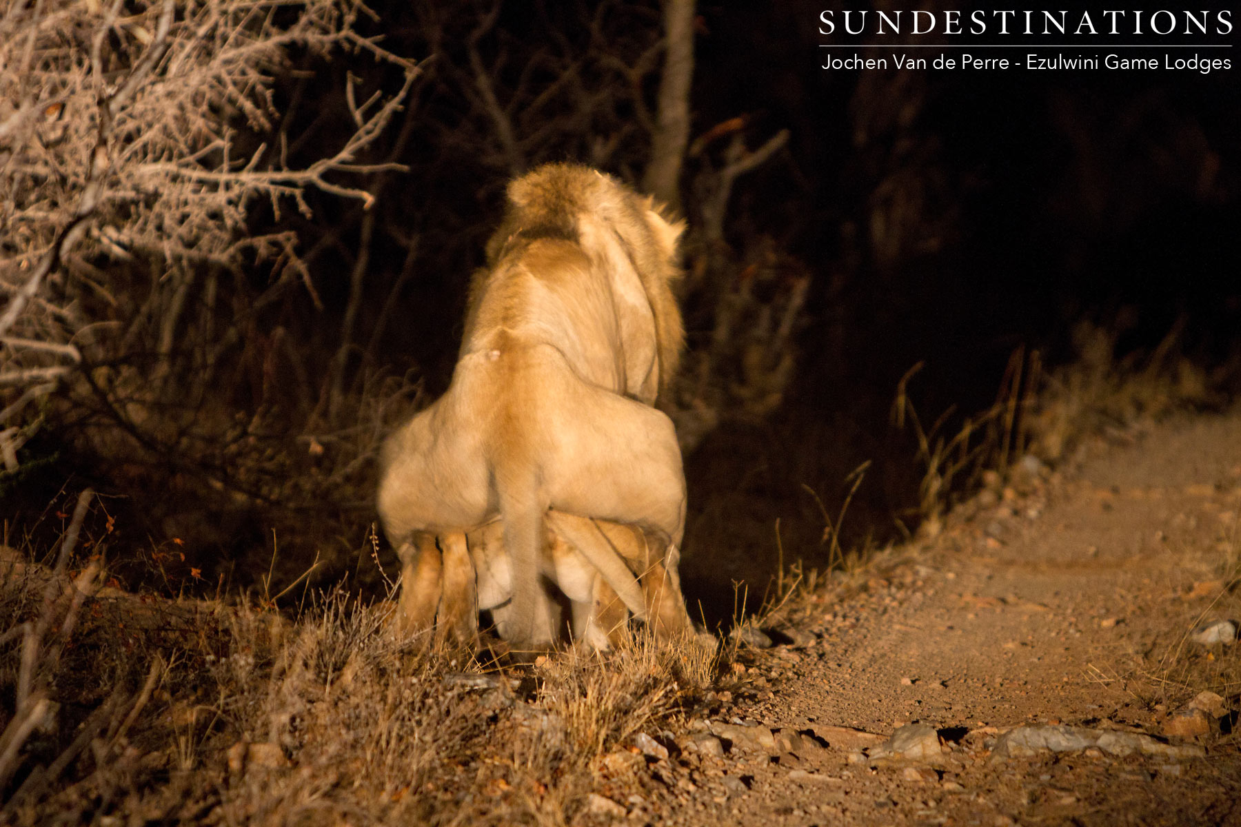 Mating Balule Lions