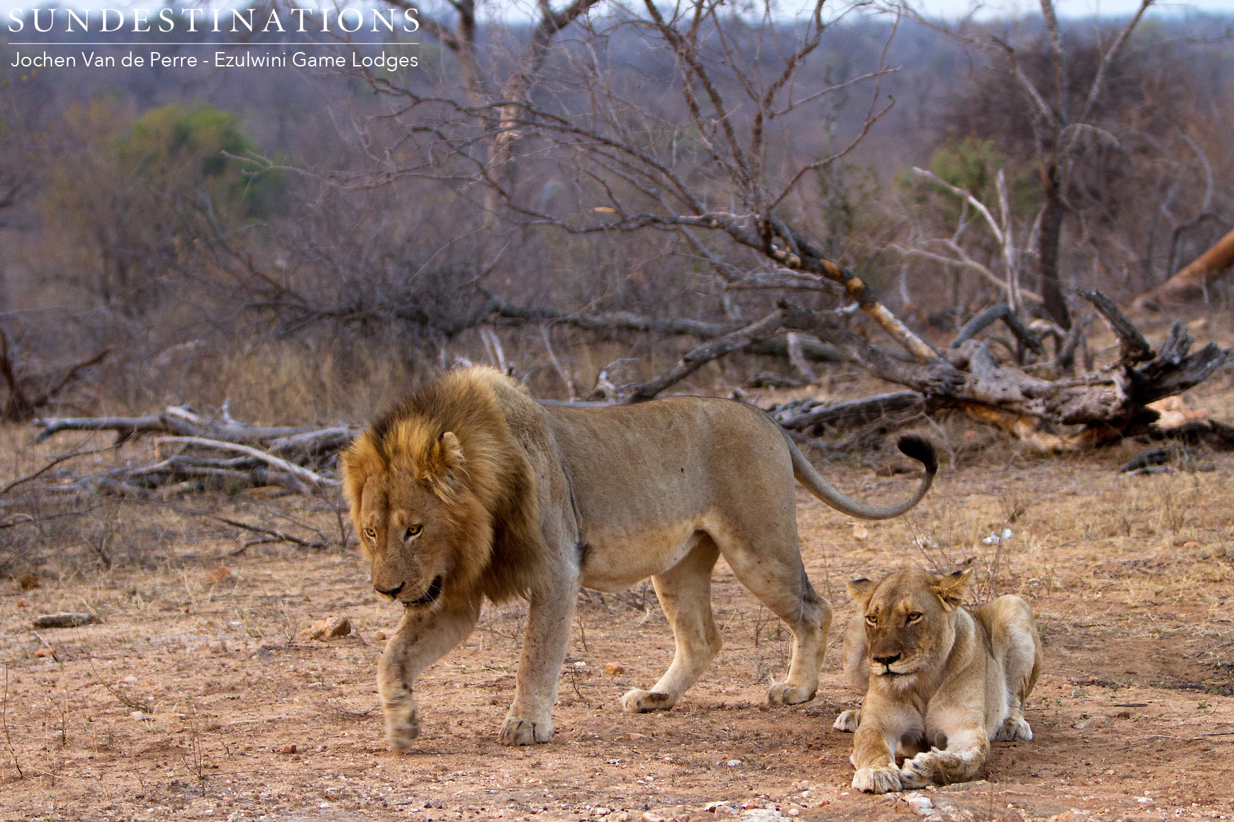 Lioness and Male River Pride