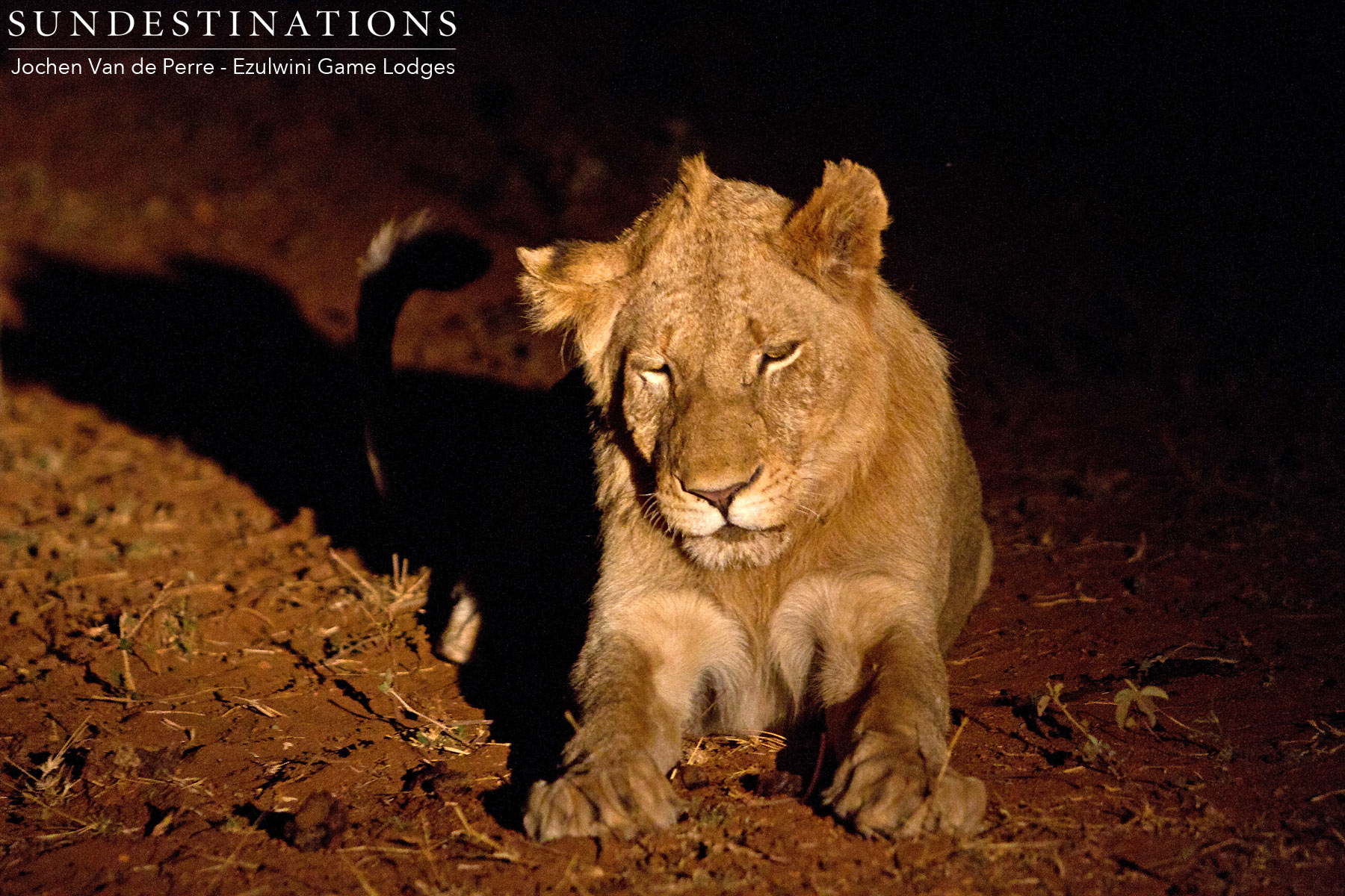 Sub-adult Males River Pride