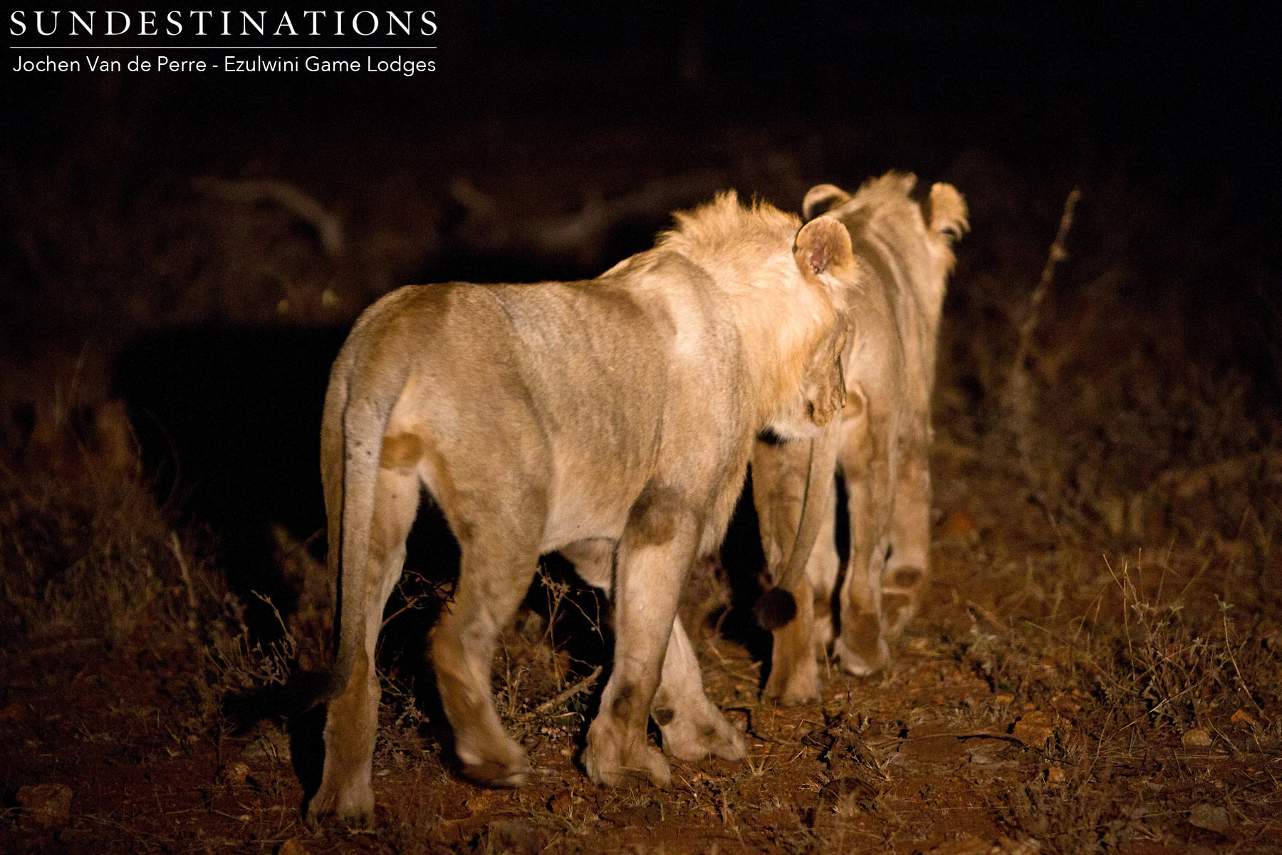 Boys from River Pride Lions