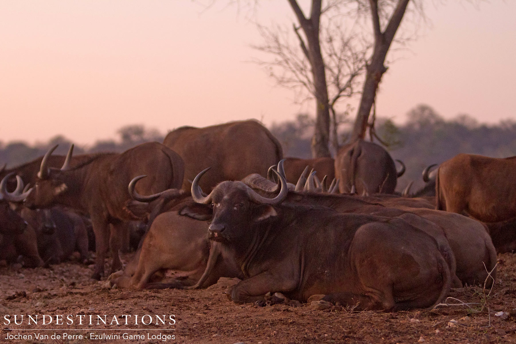 Cape Buffalo Resting