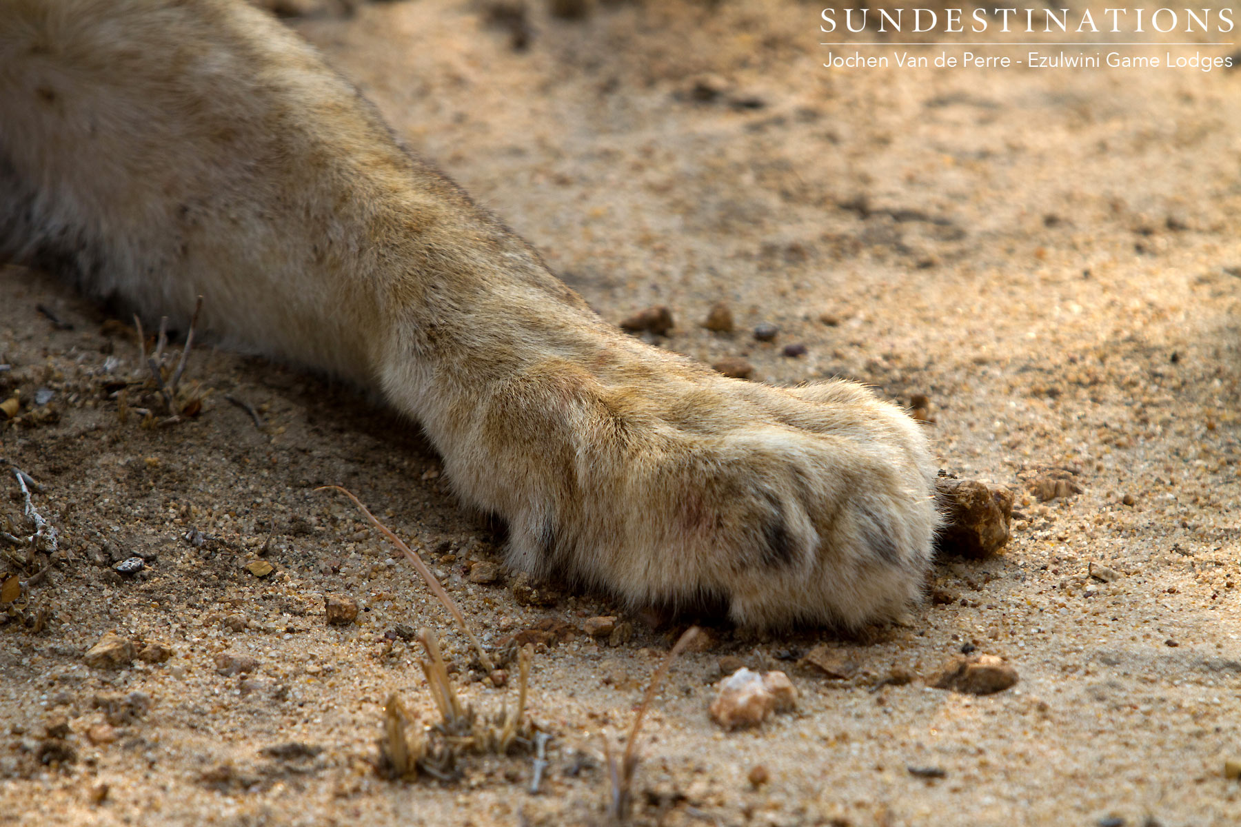 Lion Paws Ezulwini