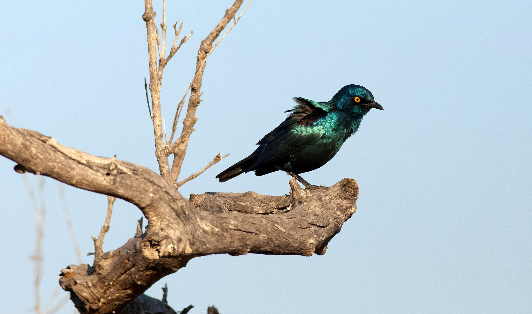 Burchill's Starling Burchill's Starling