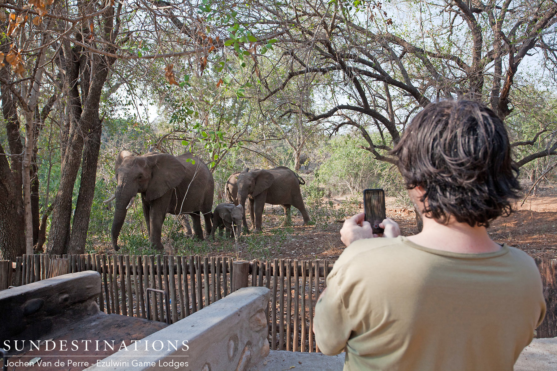 Elephants Chilling in Camp Elephants Chilling in Camp