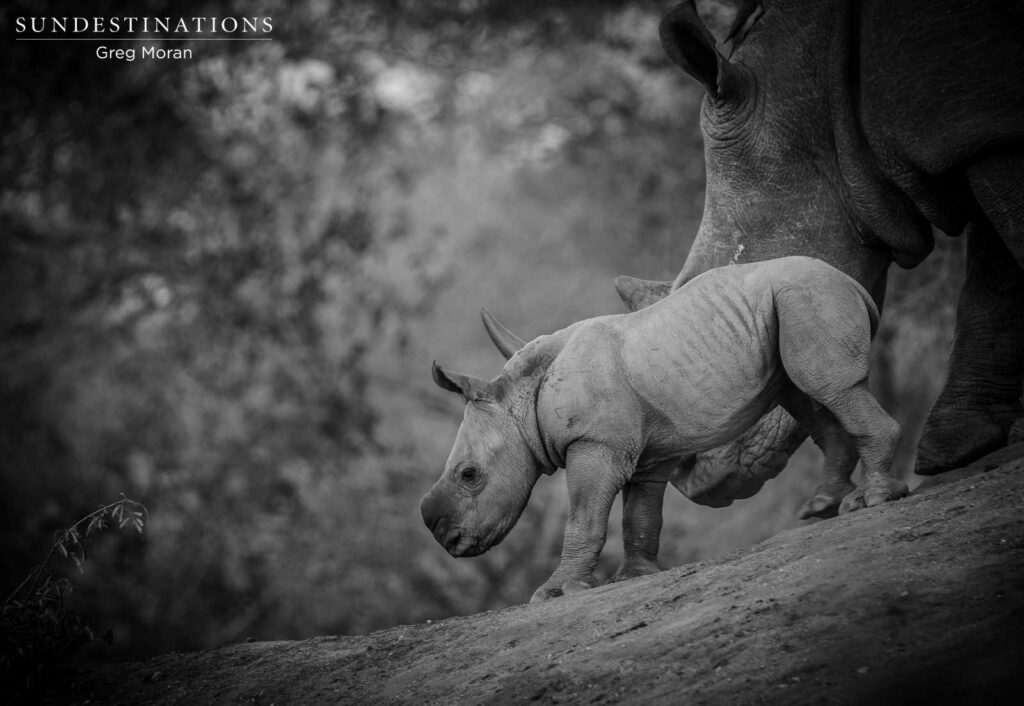 #WorldRhinoDay #WorldRhinoDay