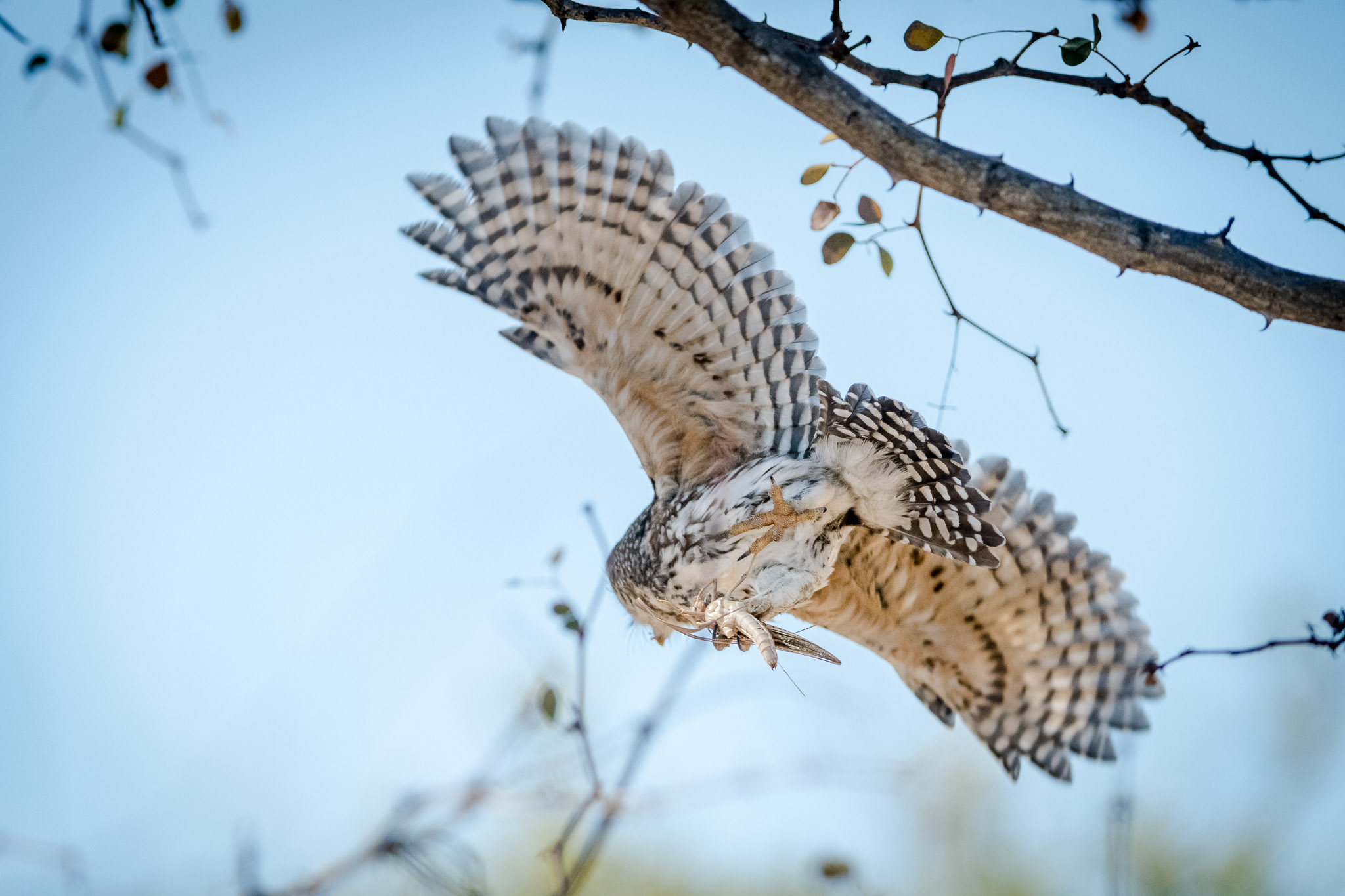 Kruger Owl with Prey