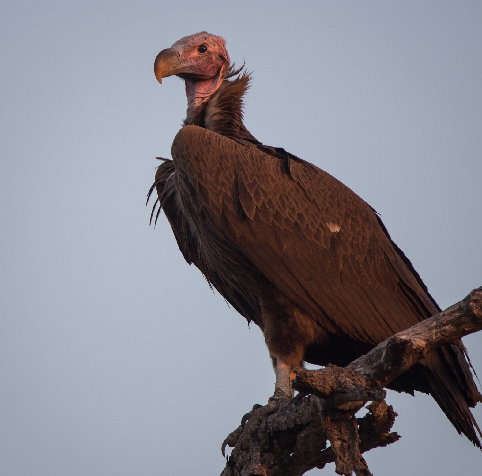 Lappet-Faced Vulture Lappet-Faced Vulture