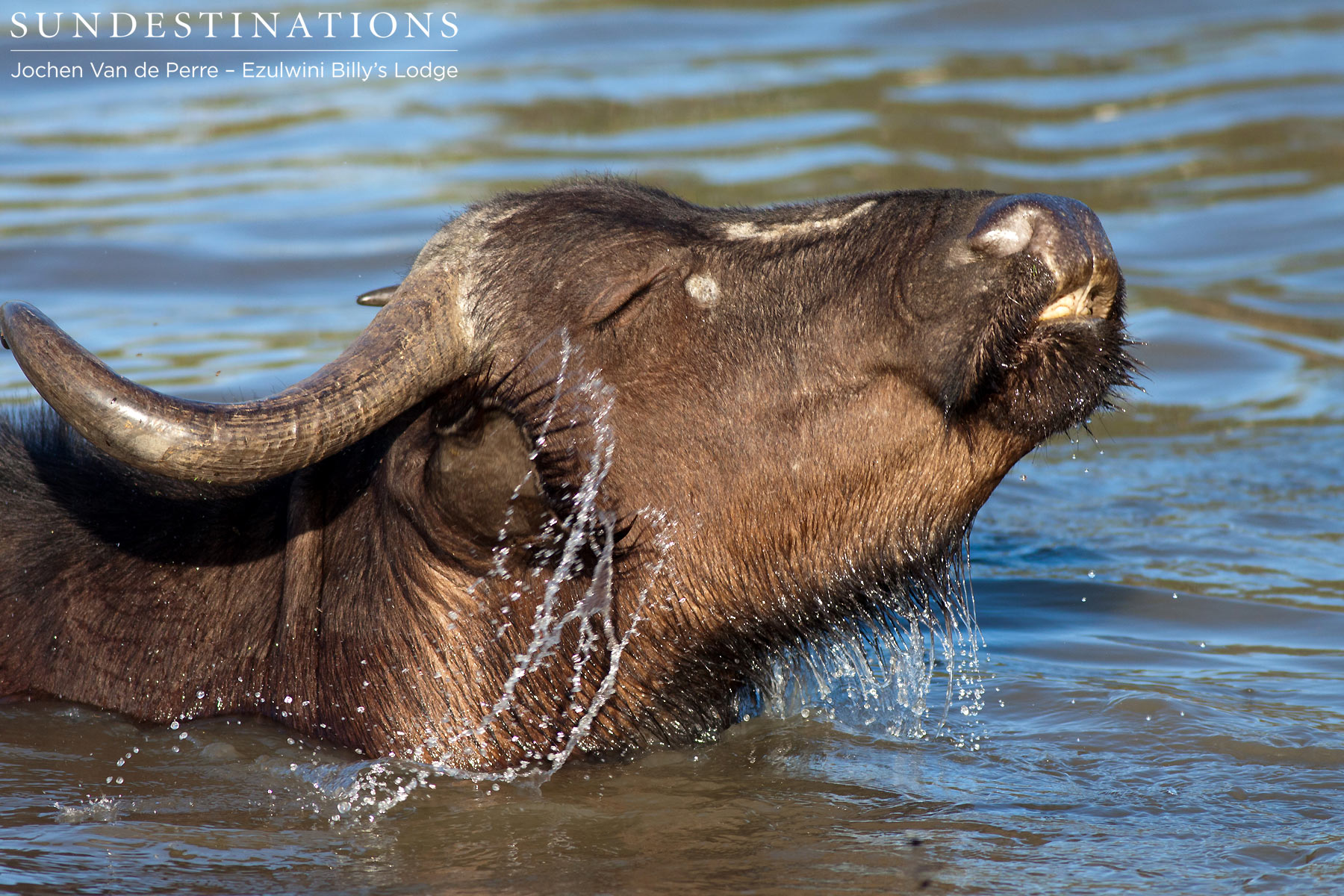Cape Buffalo in Water