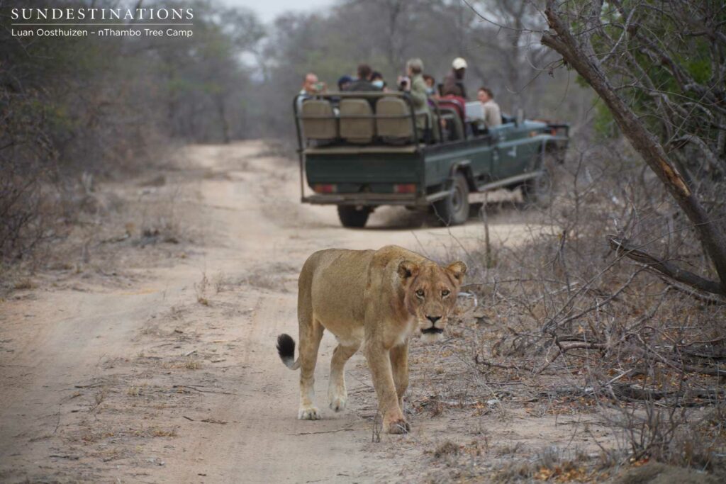 Hercules lioness crossing the road between Africa on Foot and nThambo game viewer