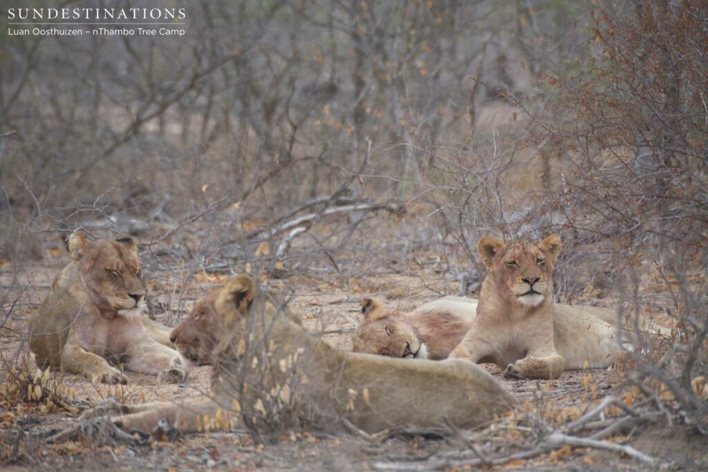 Hercules Pride seen this morning at nThambo Tree Camp