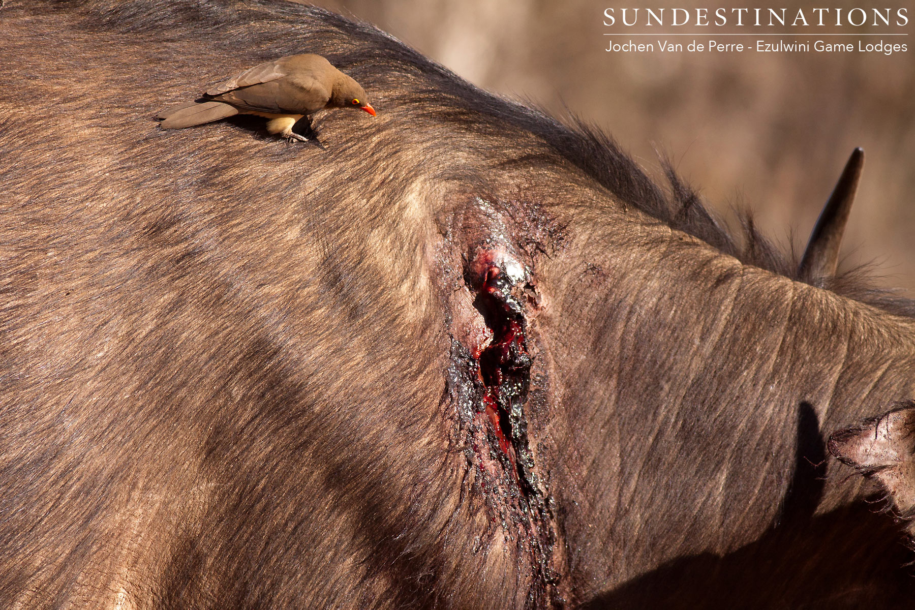 Oxpecker on Cape Buffalo