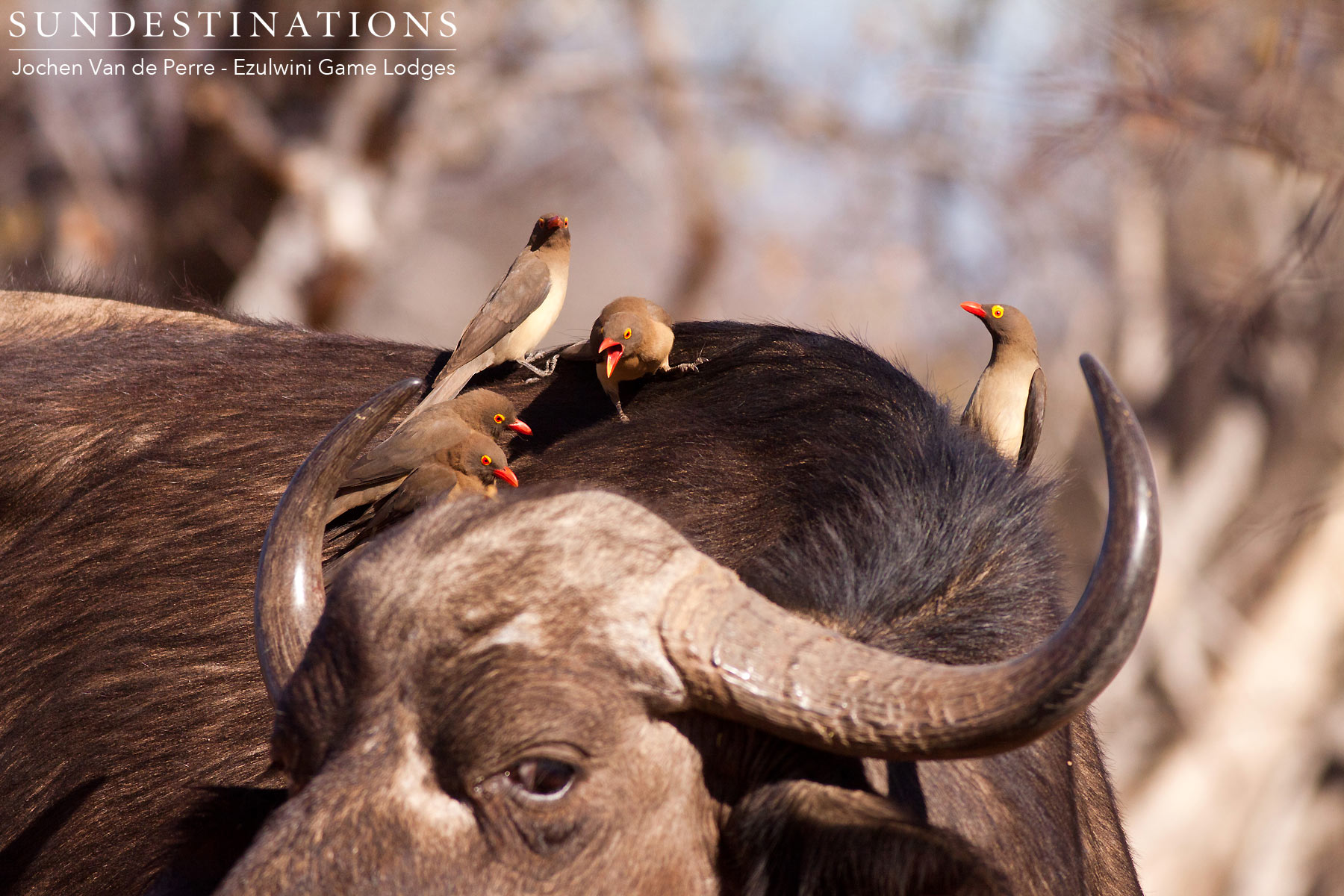 Oxpeckers Buffalo Herd
