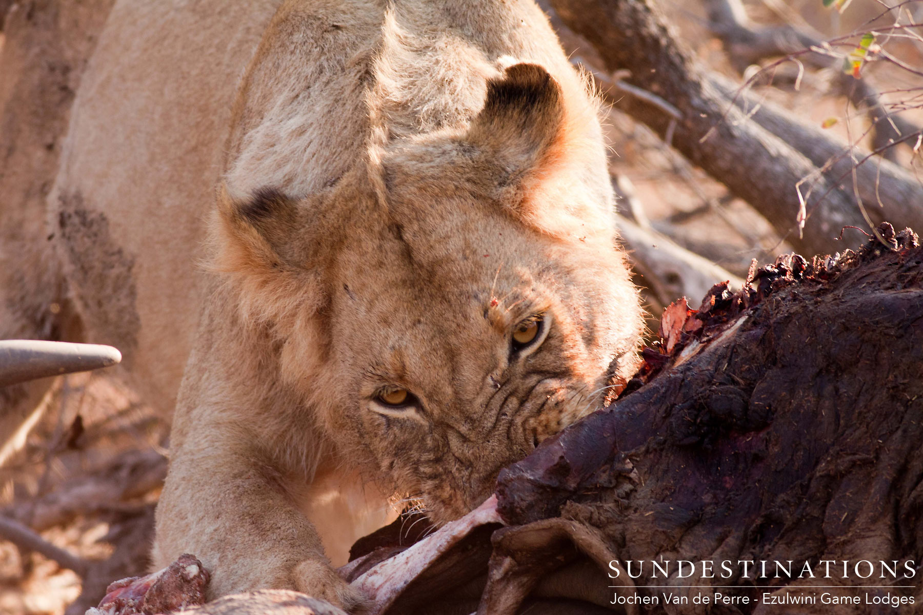 Mohlabetsi Young Male