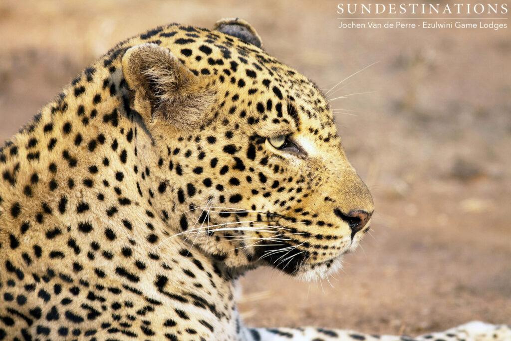 Chavaluthu giving us zero effort, but still managing to impress his audience with his natural good looks! Chavaluthu giving us zero effort, but still managing to impress his audience with his natural good looks!