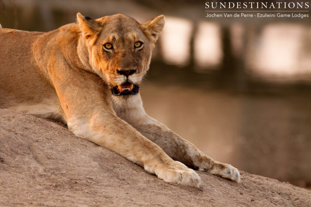 River Pride Lioness at Dam