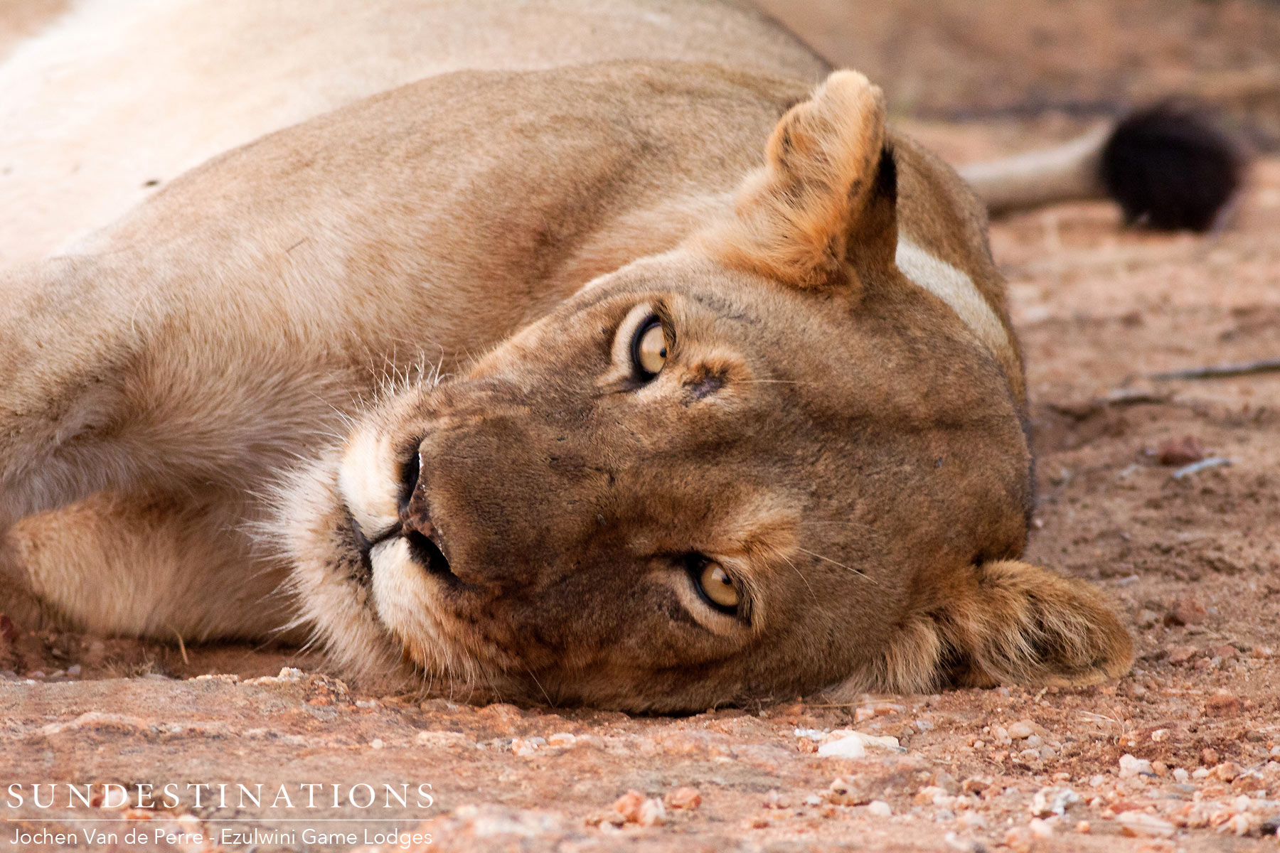 Lioness River Pride Ezulwini