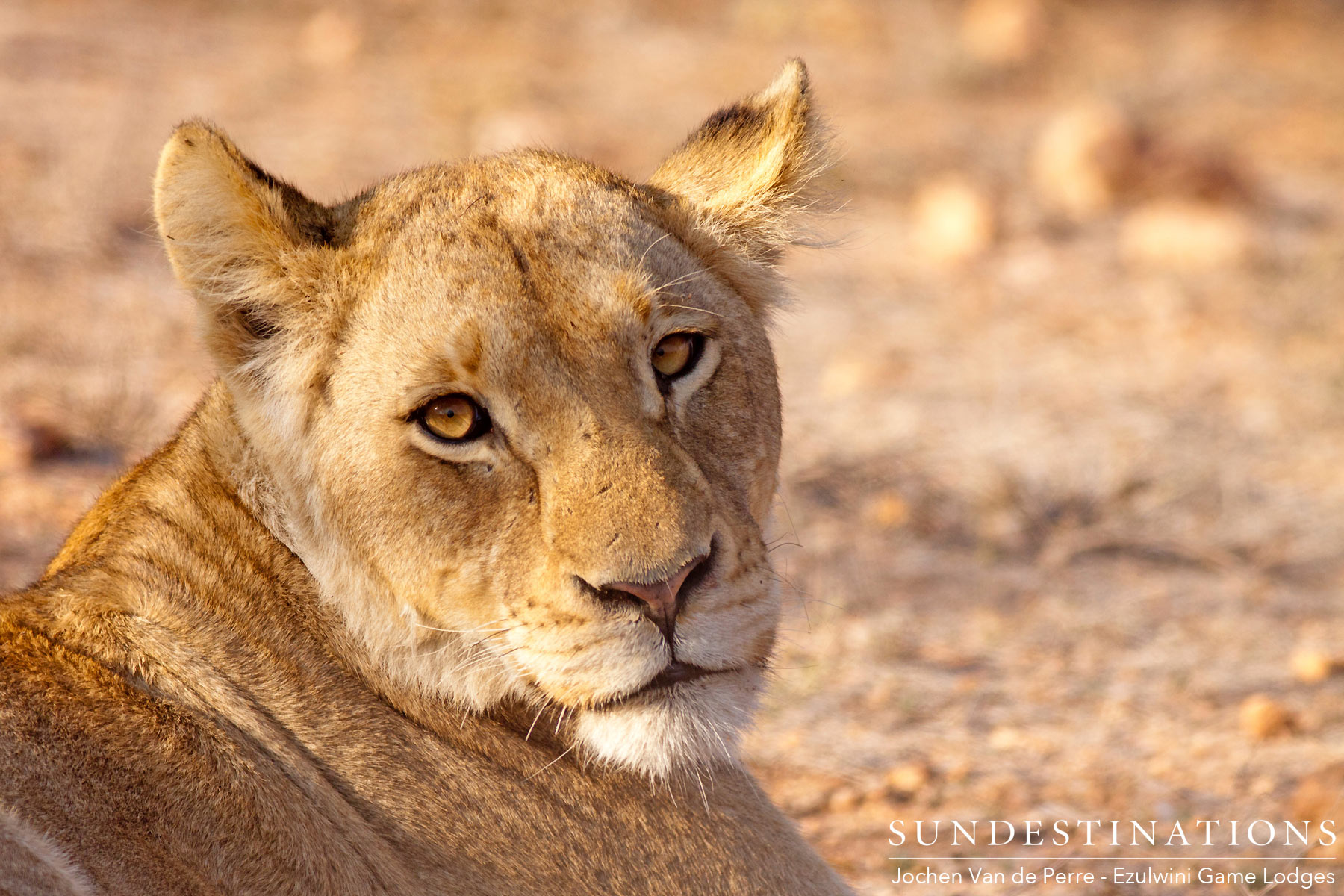 Duma's Pride Lioness
