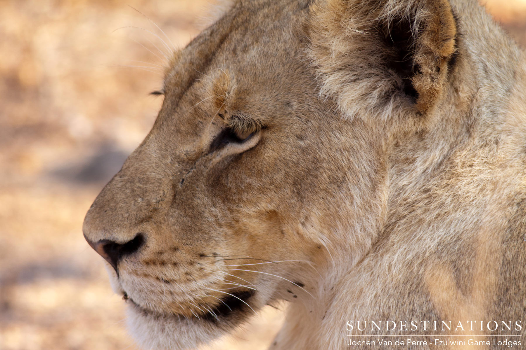 Duma's Pride Lioness Balule