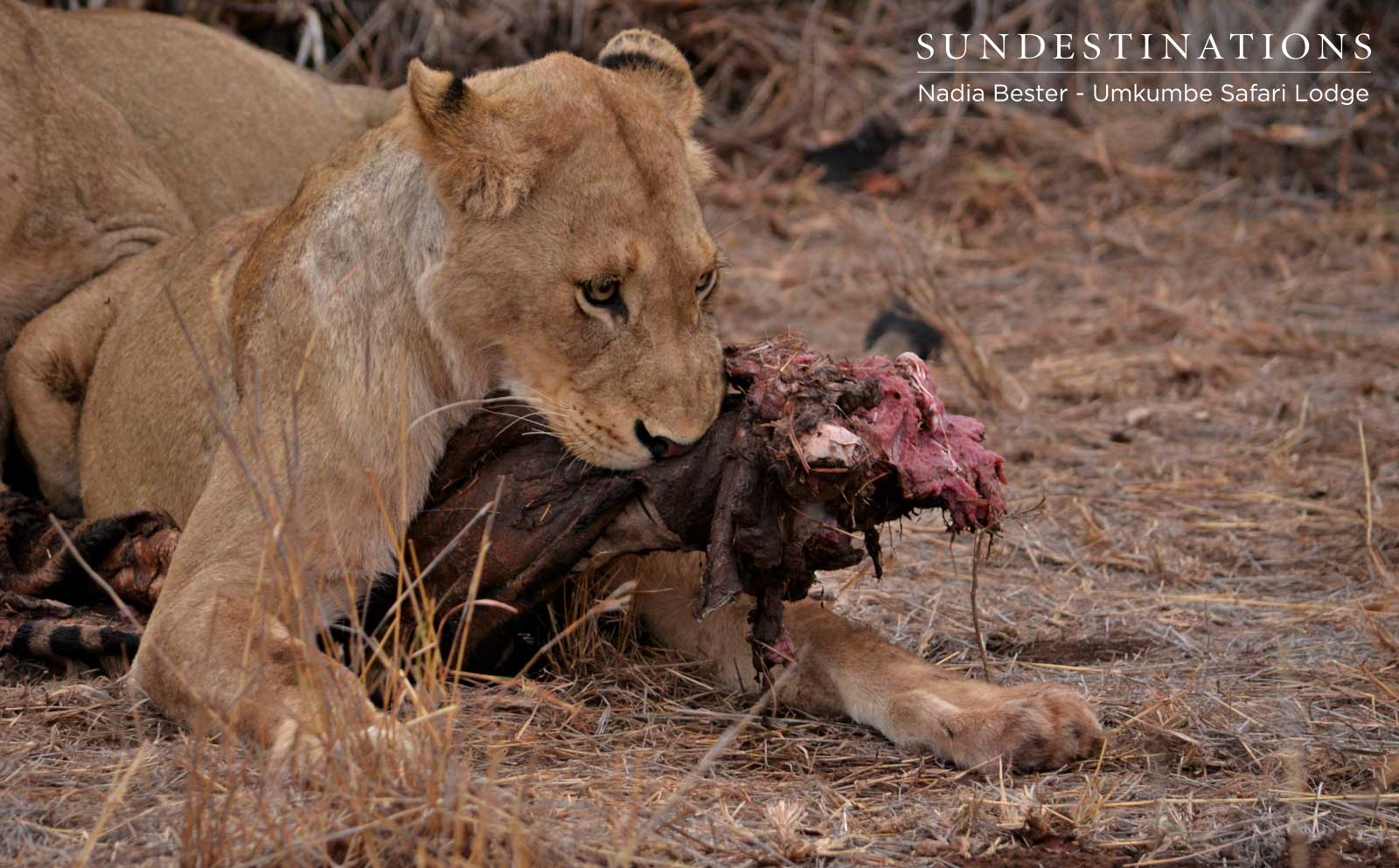 Mhangeni Lioness