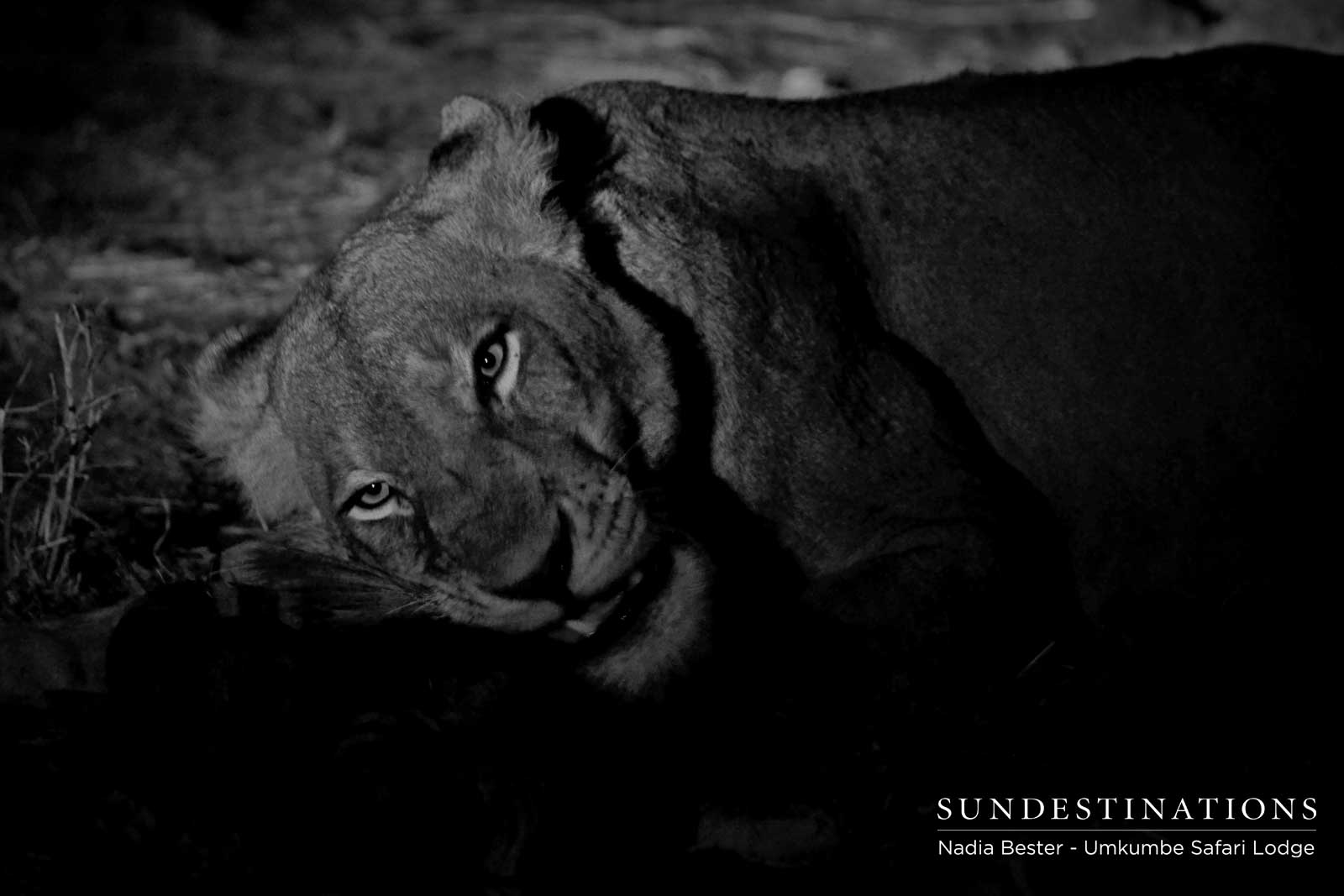 Mhangeni Lioness