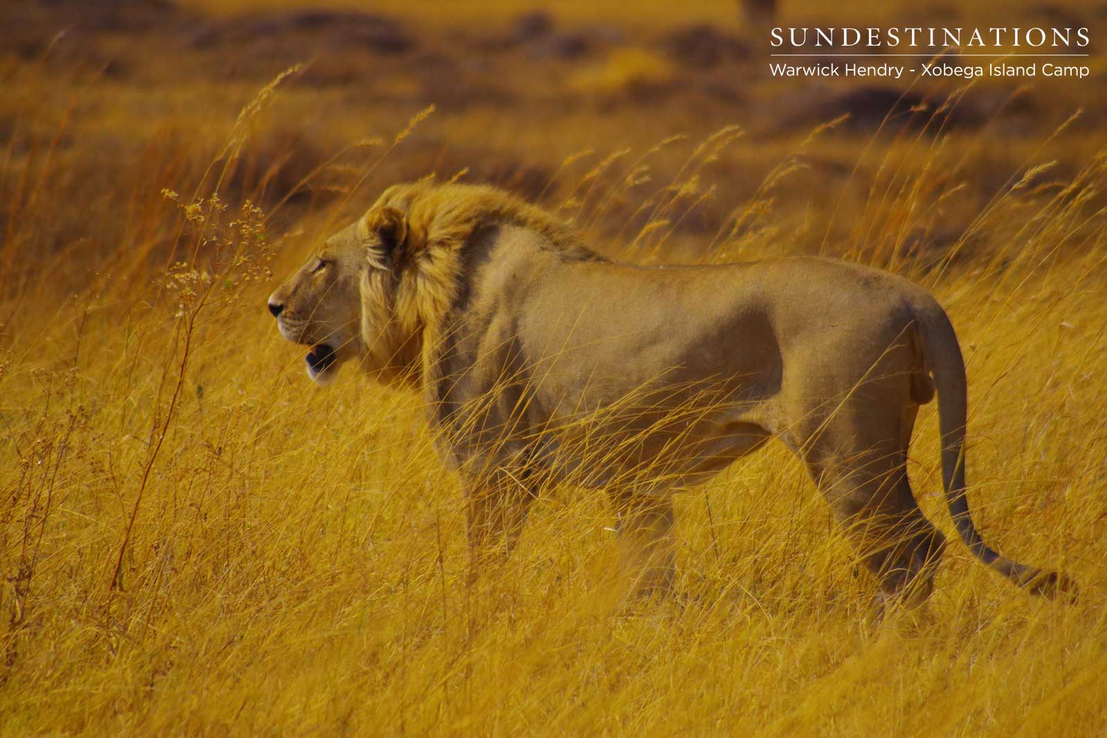 Botswana Lions