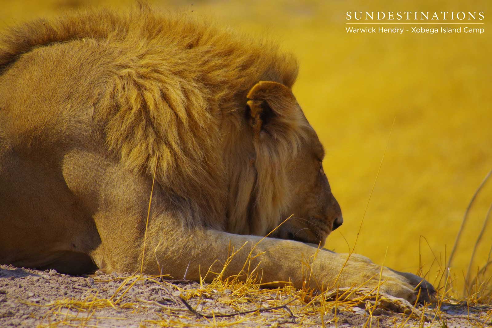 Male Lion Moremi