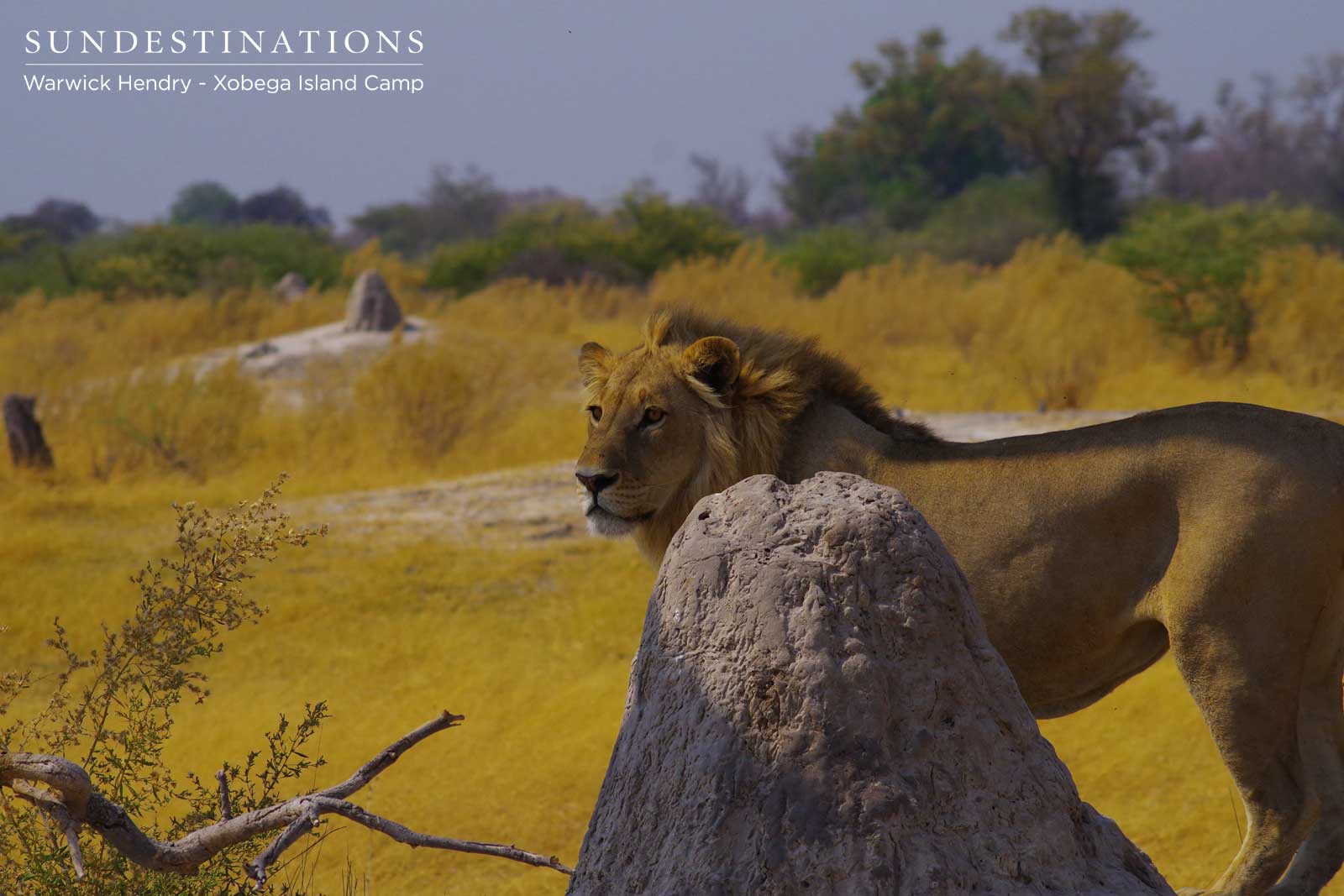 Male Lions Fight in Moremi