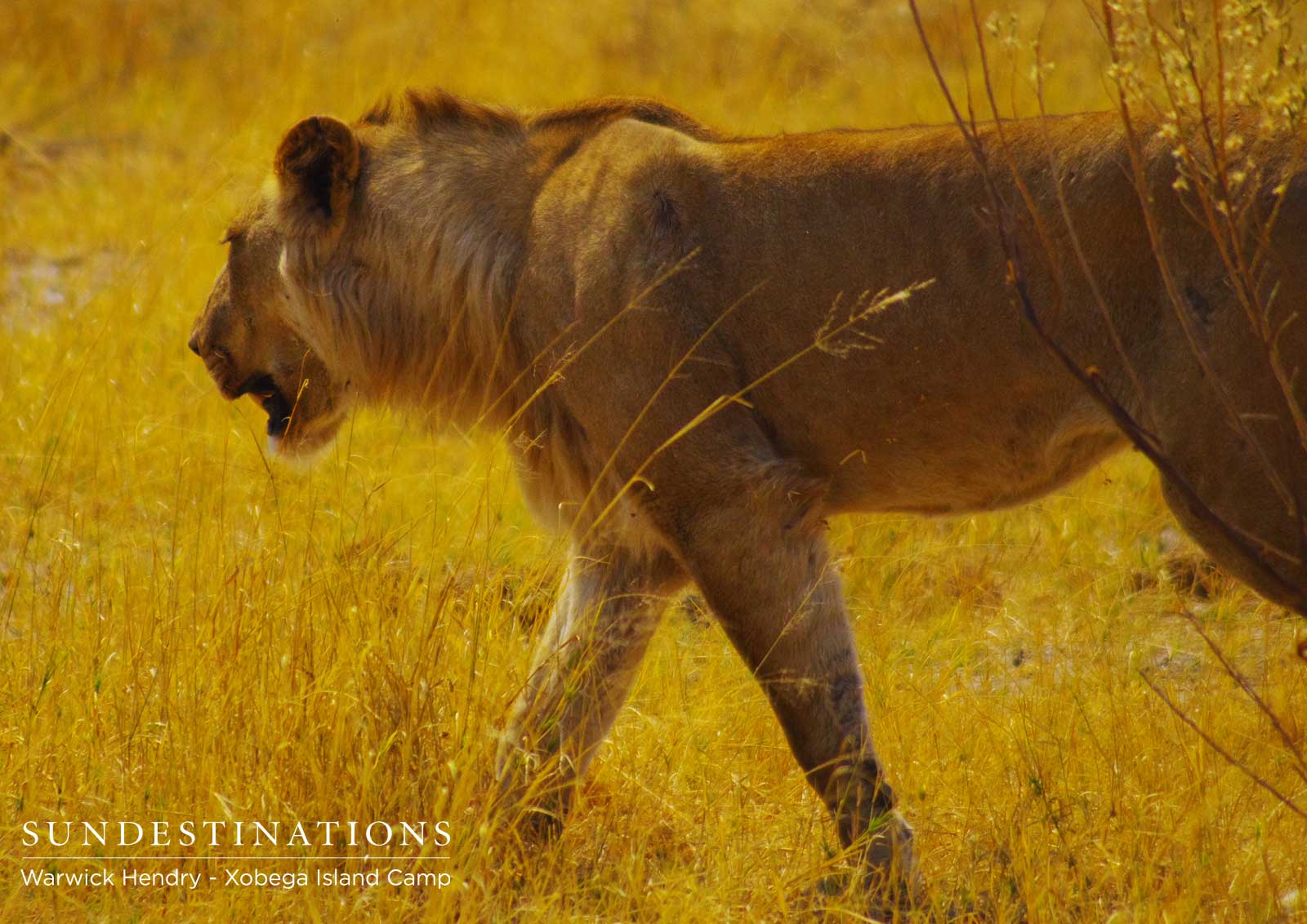 Lions at Mboma Boat Station