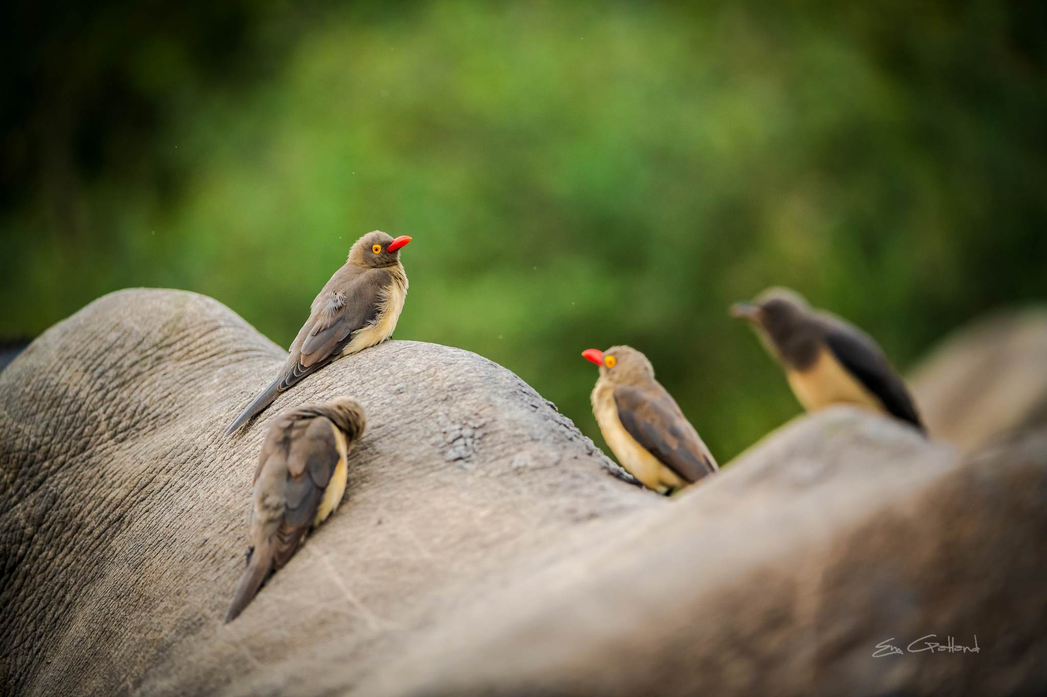 Oxpeckers Kruger