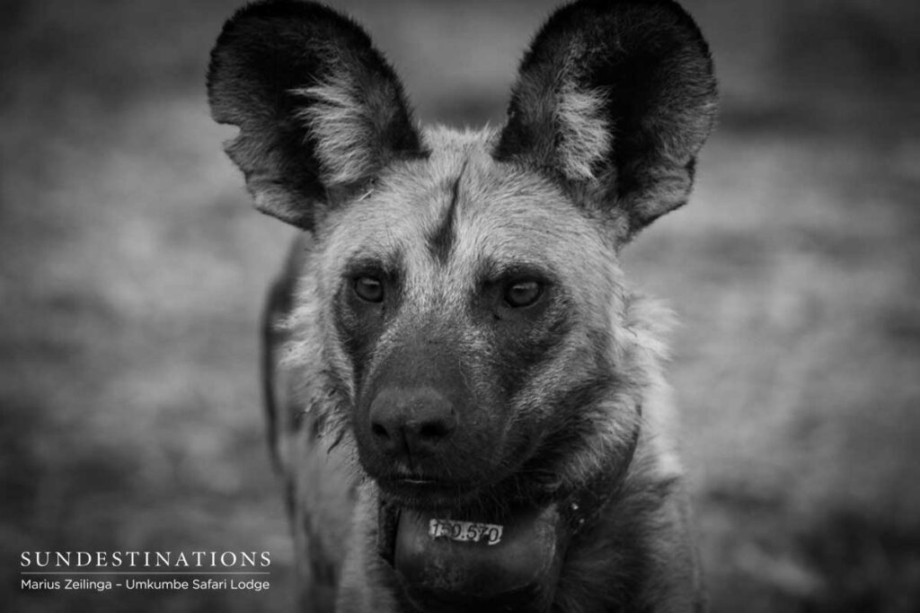 Umkumbe's Wild Dogs