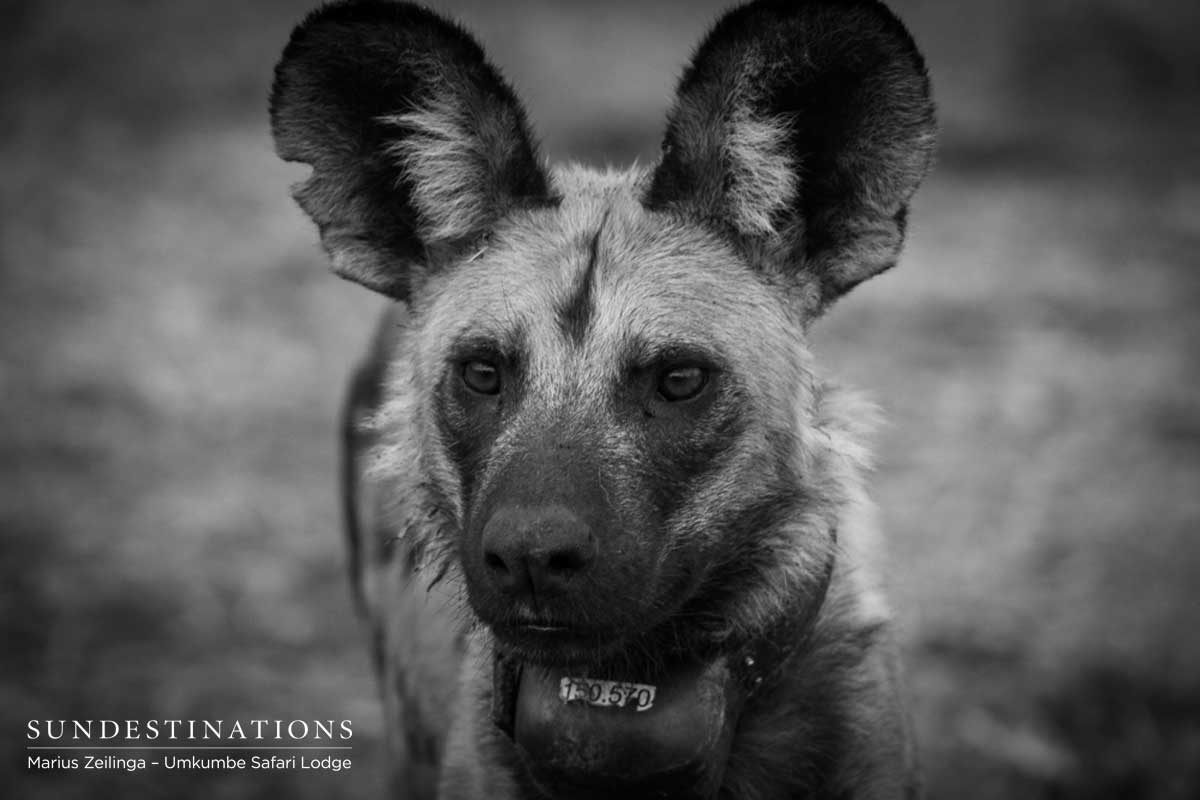 Umkumbe's Wild Dogs