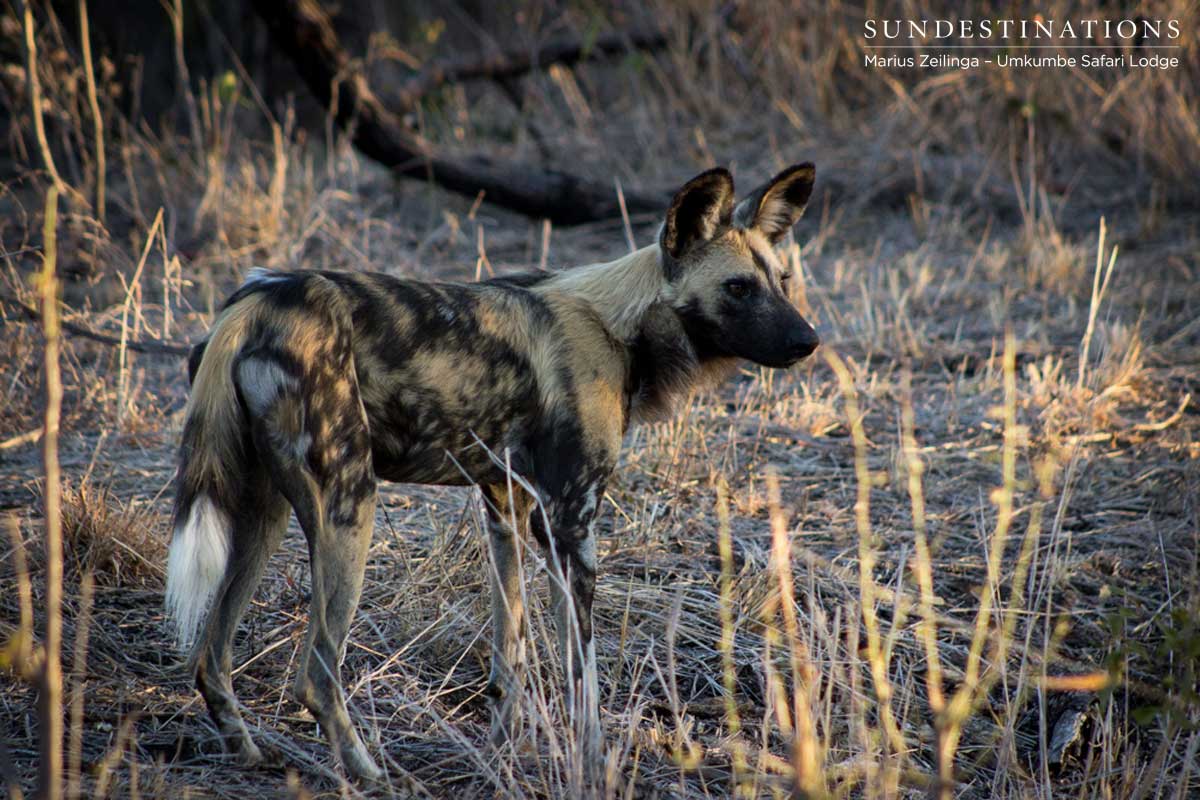 Toulon Pack of Wild Dogs