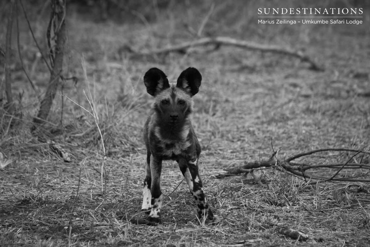 African Wild Dog