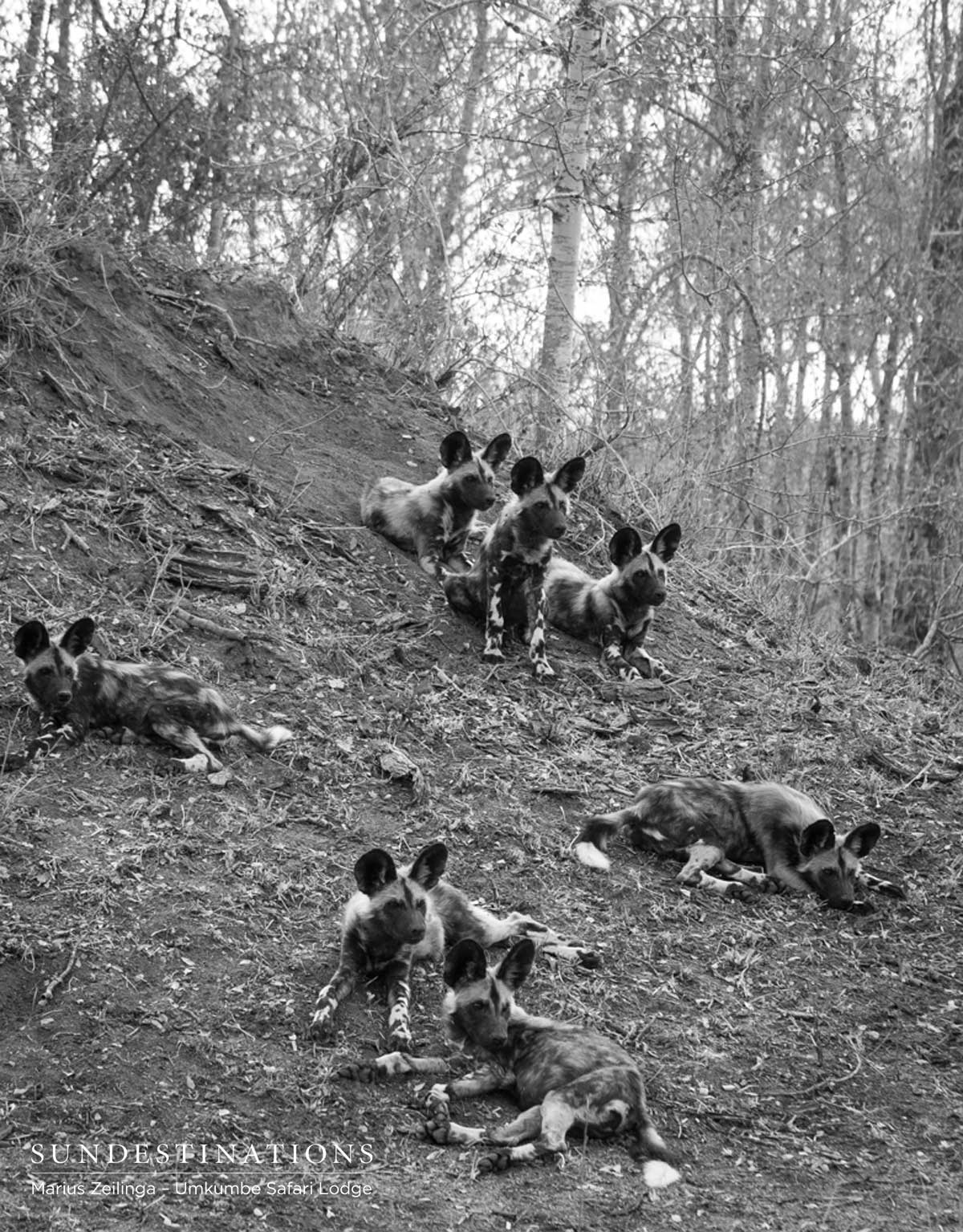 Wild Dogs and Puppies