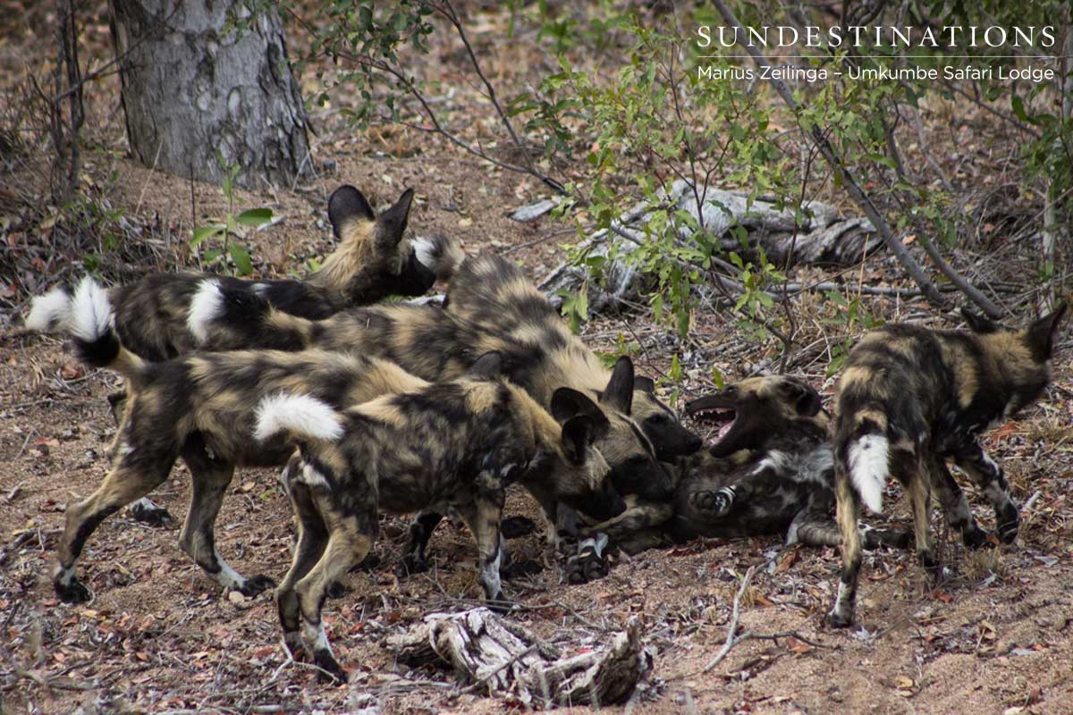 Wild Dogs Eating - Sabi Sand