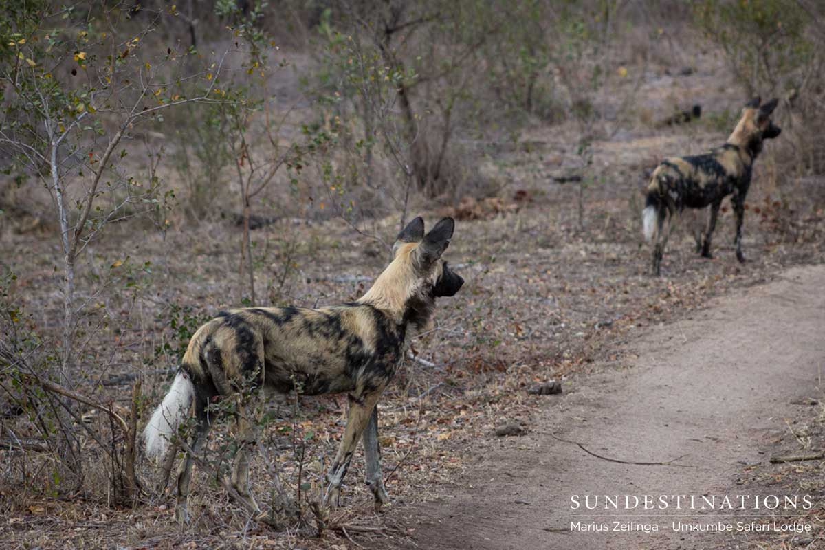 Umkumbe Wild Dogs