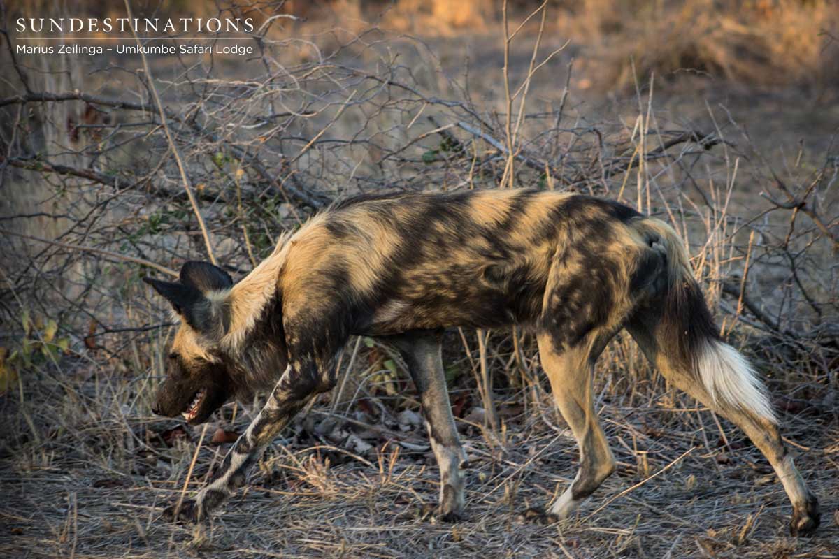 One of the Toulon Pack