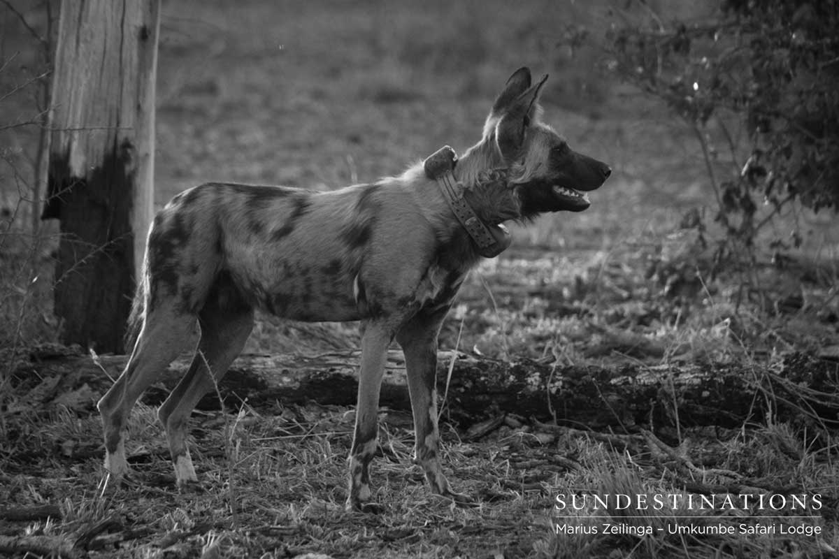 Toulon Pack in Sabi Sand