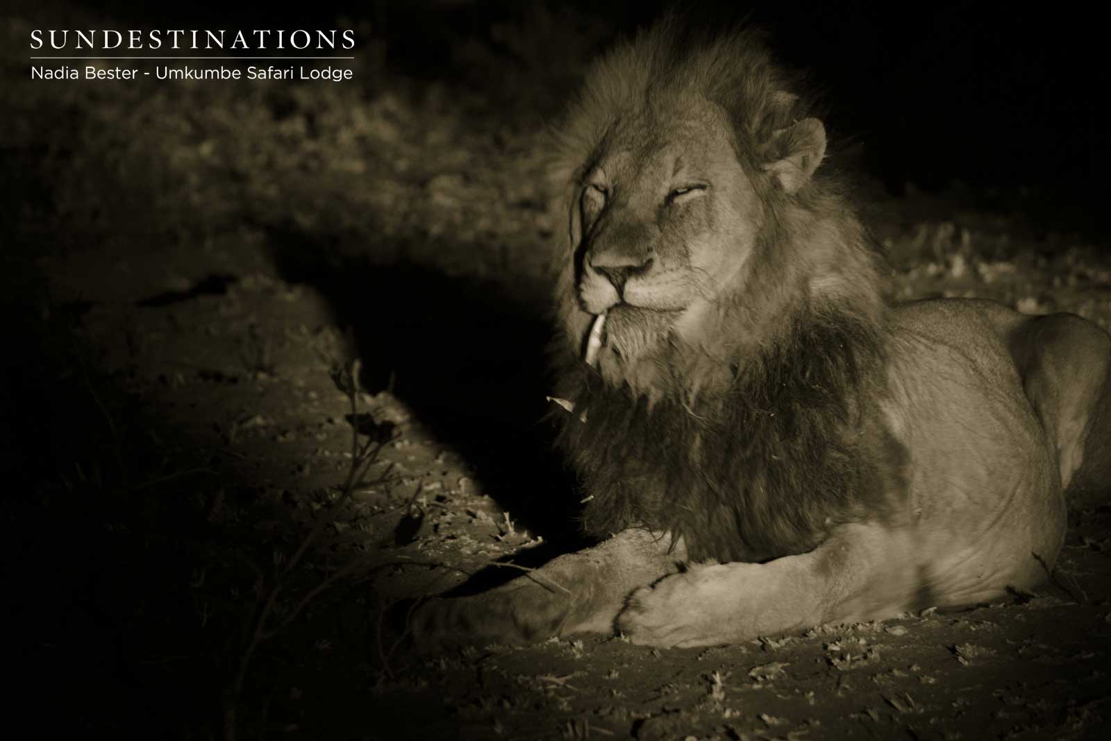 Charleston Males Umkumbe