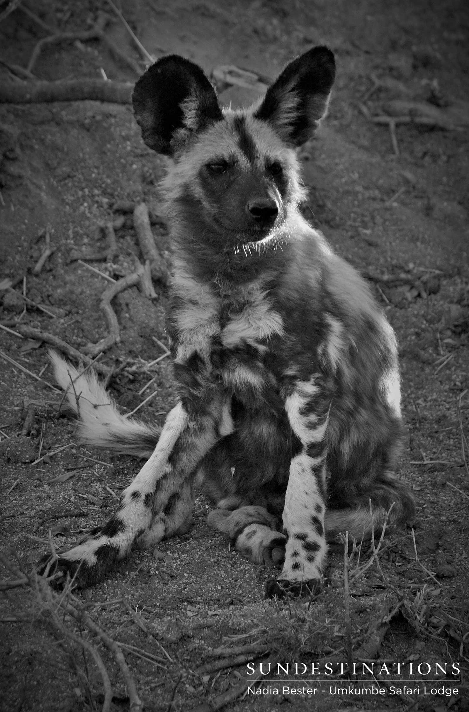 Umkumbe Wild Dog Pups