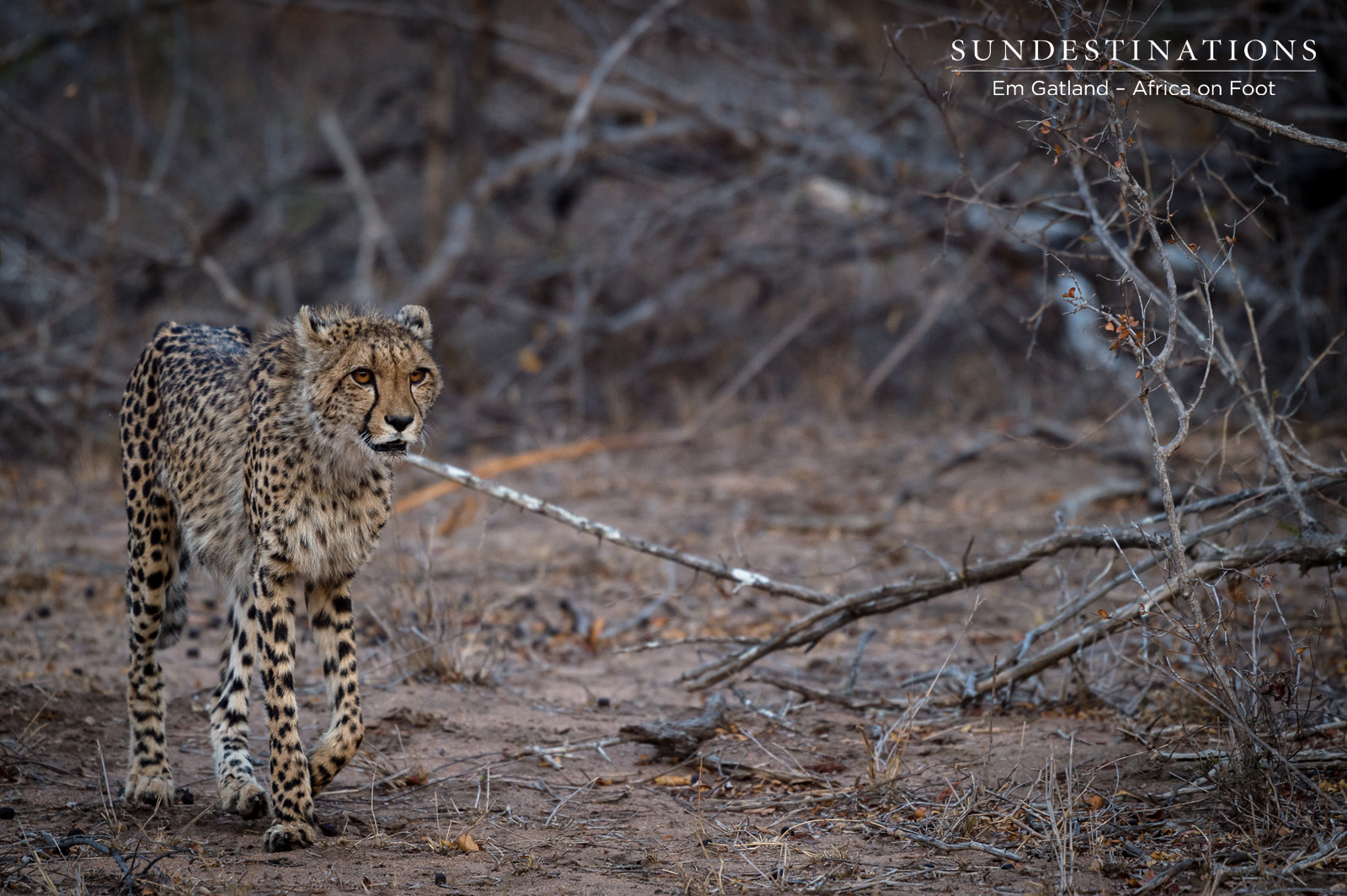 Cheetah at Africa on Foot Cheetah at Africa on Foot