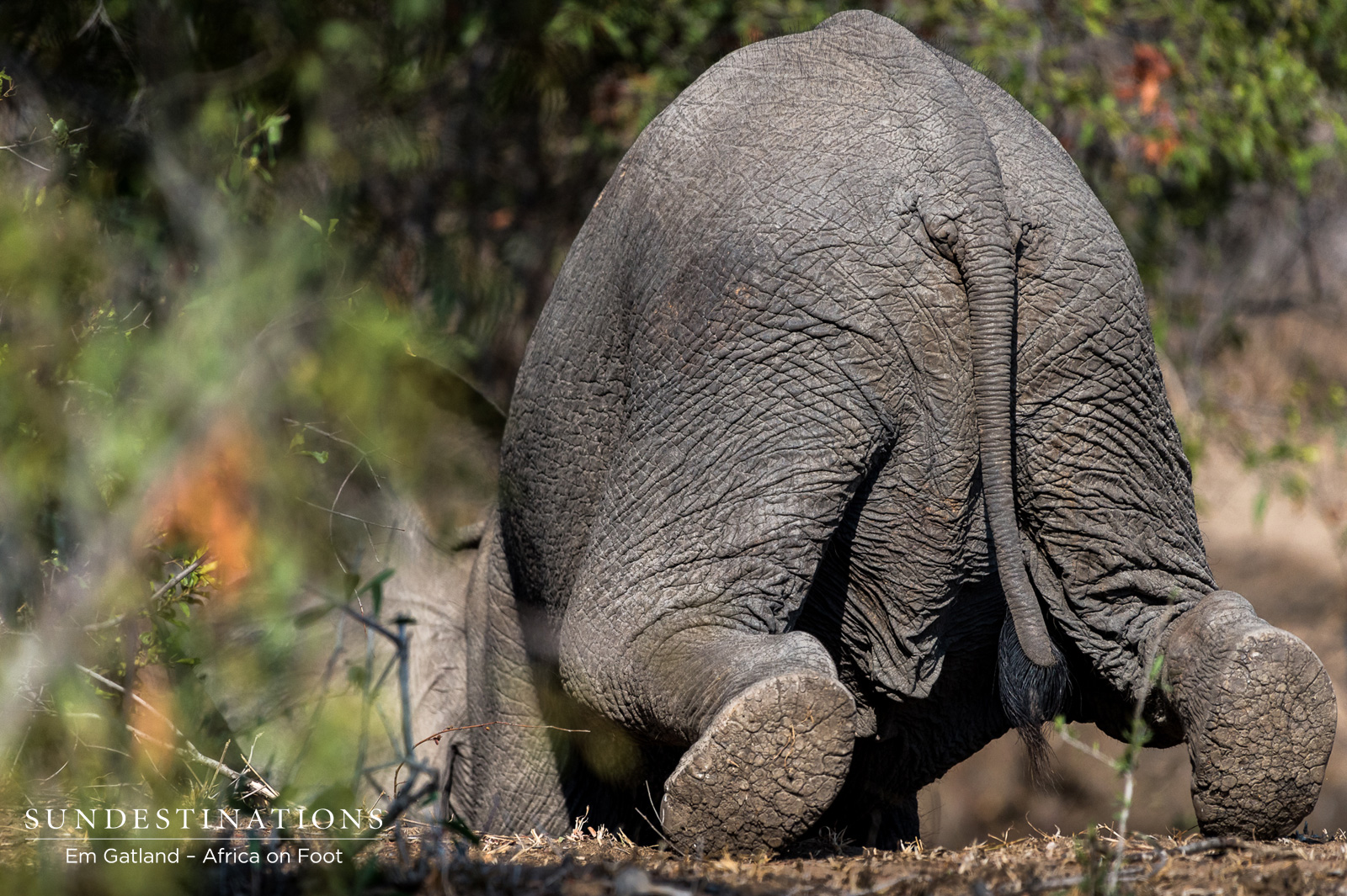 Elephant Resting at Africa on Foot Elephant Resting at Africa on Foot