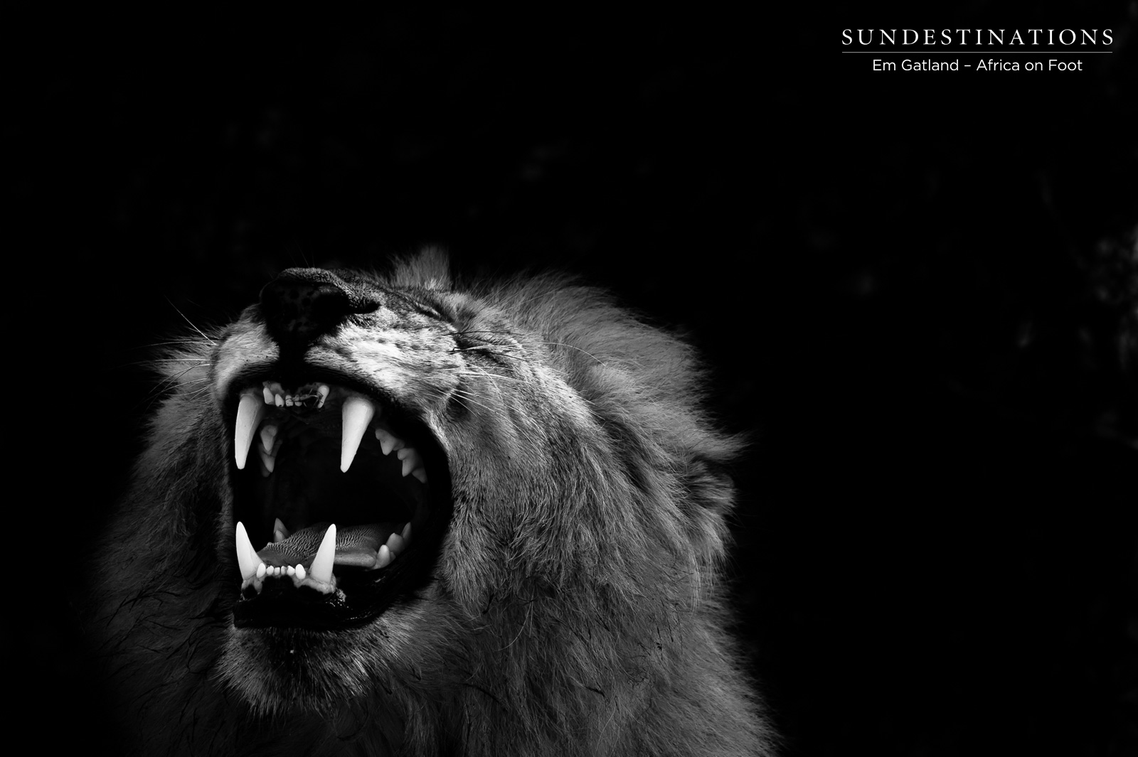Male Lion Africa on Foot Male Lion Africa on Foot