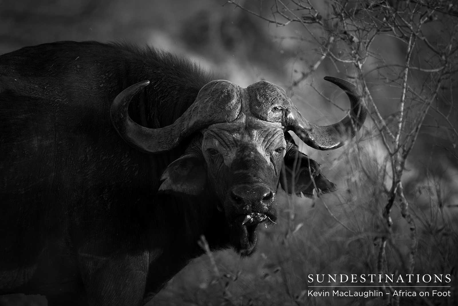 Africa on Foot Buffalo Africa on Foot Buffalo
