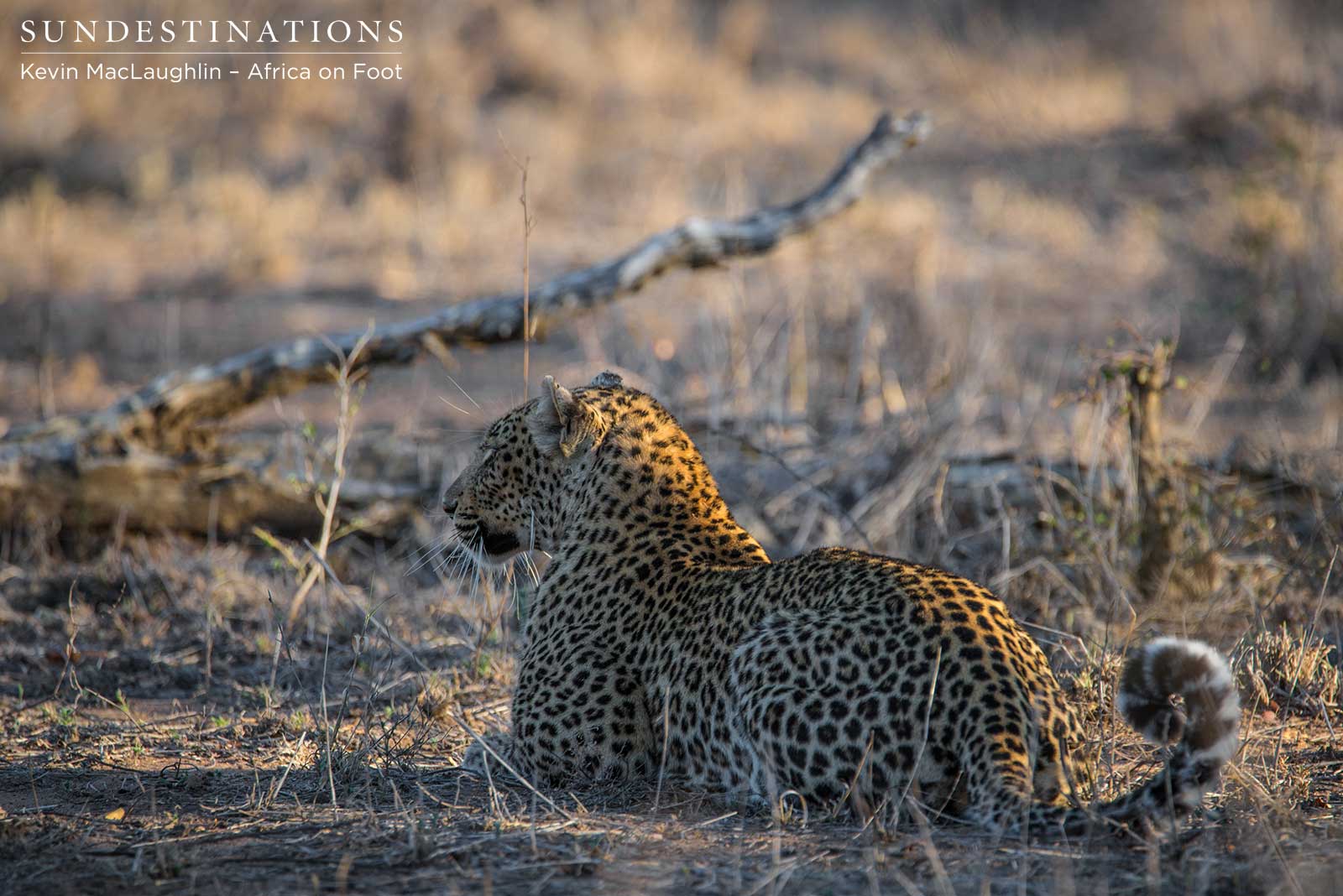Ross Dam Leopardess Ross Dam Leopardess