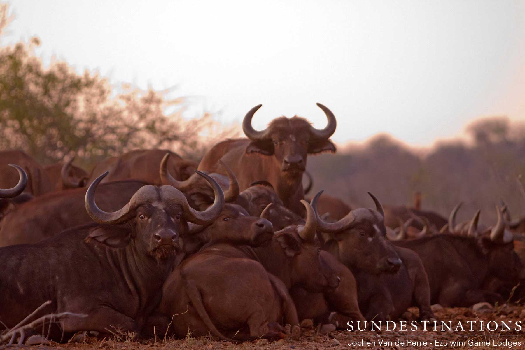Herd of Buffalo Ezulwini Herd of Buffalo Ezulwini