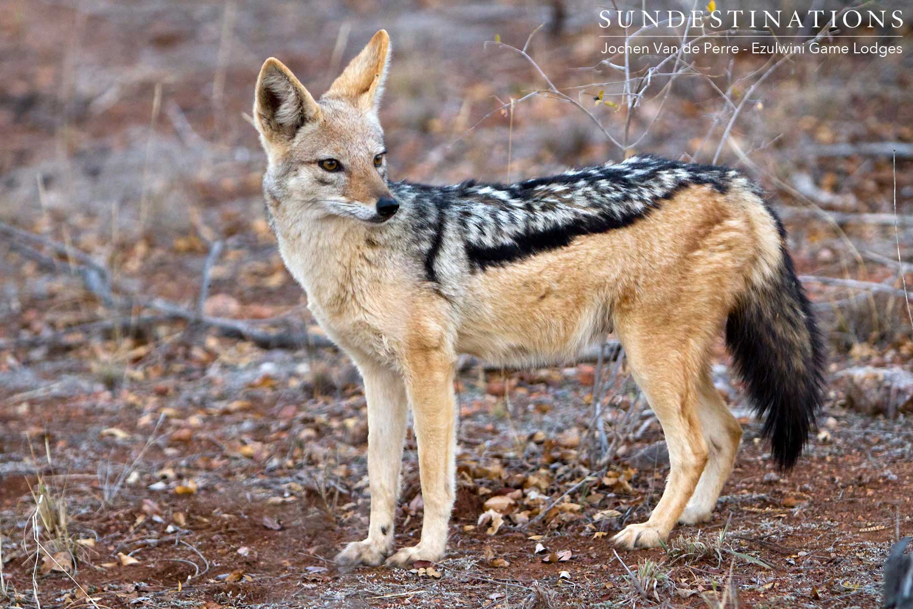 Black-backed Jackal Black-backed Jackal