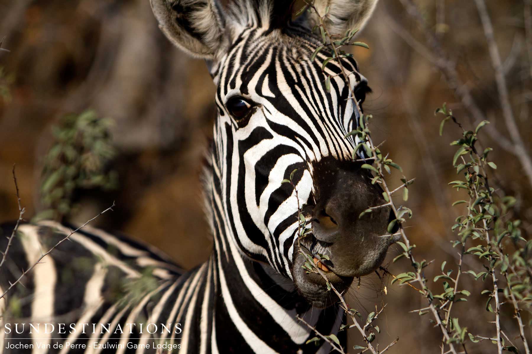 Ezulwini Zebra Balule Ezulwini Zebra Balule